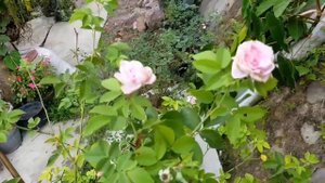 souvenir de la malmaison rose