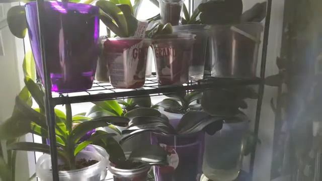 Каркас парника на подоконник "Маргарита" из ЛЕРУА МЕРЛЕН под орхидеи ?Первые впечатления? смотреть онлайн