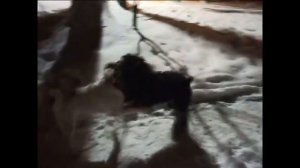 Первый щенячий друг.