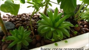 Как укоренить черенки королевской пеларгонии
