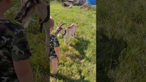 путешествие на ланцево море. обзор