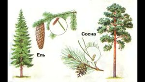 Окружающий мир 1 класс ч.1, тема урока "Что такое хвоинки", с.30-31, Школа России