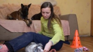 Дрессировка и обучение щенка в 2 месяца. Как дрессировать щенка в месяца?