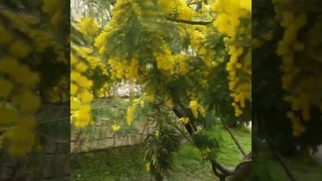 ЗАЦВЕЛА МИМОЗА МАРТ 2021г смотреть онлайн