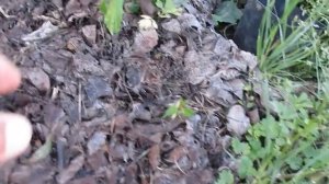 Мульчирование малины, ирги и ежевики - мой опыт