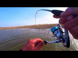 ЖОР РЫБЫ В КАМЫШАХ!!! ГЛУБИНА ПО КОЛЕНО! РЫБАЛКА НА СПИННИНГ