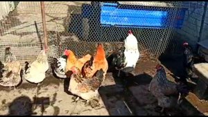 Куры которые несут крупные яйца.