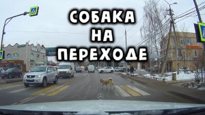 Собака на переходе - 04.04.2022