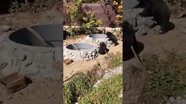 Новые вольеры для медведей в зоопарке на Садгороде смотреть онлайн