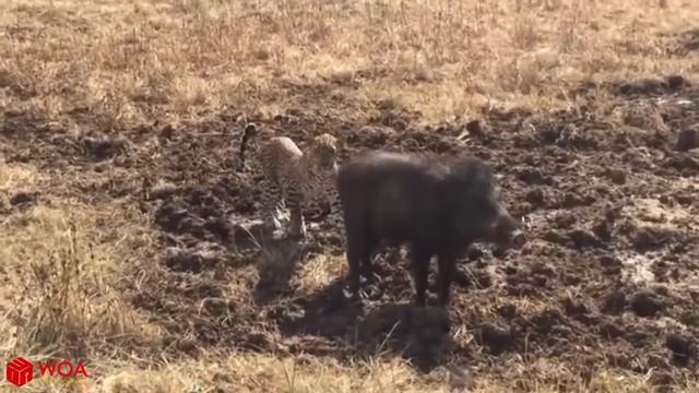 леопард атака боров, мир животных, лошадь зебры, Бегемот, крокодил смотреть онлайн