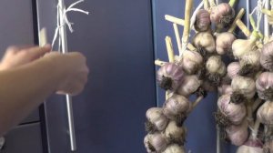 Плетение чеснока в косы- способ хранения.