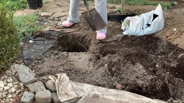 Кипарис Аризонский/Аризоника/- Сupressus arizonica - это растение вас удивит!