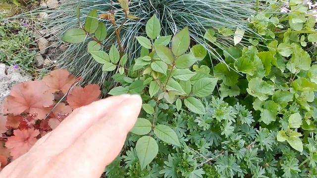 Клумба для ленивых.