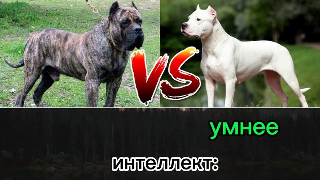 канарский дог vs аргентинский дог | аргентинский дог против канарского дога смотреть онлайн