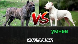 канарский дог vs аргентинский дог | аргентинский дог против канарского дога