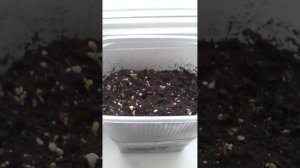 Лаванда из просроченных семян. Быстрая стратификация в морозильнике СУПЕР результат.