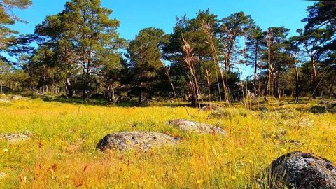 Влияние аскетизма на возможность просветления.