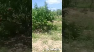 Персики, сорт Франт
