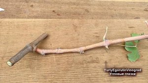? Не приступай к обрезке пока не узнаешь об этих почках на винограде. Как подсчитать угловые глазки
