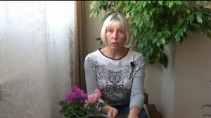 Сорта огурцов для теплицы и открытого грунта. Сибирь. Итог сезона 2019