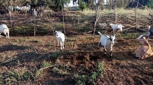 У козы подтекает молоко из вымени, что я об этом знаю