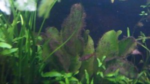 Водоросли. Черная борода в аквариуме.