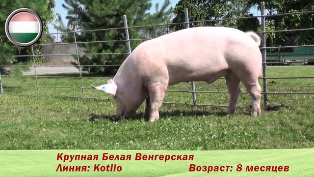 Фридом Фарм Бекон: племенные свиньи породы 'Крупная белая'