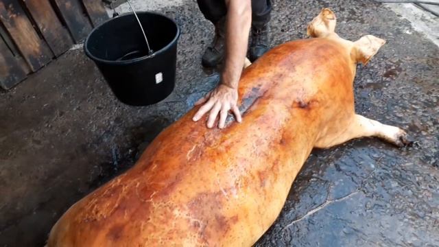 //Забой кабана с утрица по раньш//Ошеек 8кг без кости,пятница,сковородка,таранчюк всё по накатаной/ смотреть онлайн