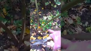 Ежевика Орегон Торнлес, обрезка осенью