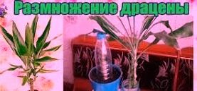 Как размножить драцену.