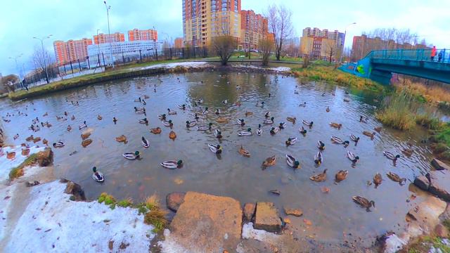 Утки звуки природы Ducks sounds of nature प्रकृति की आवाज़ बतख 鸭子天籁 自然の音をアヒル mysterious art 소리를 오리 смотреть онлайн