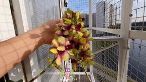 #Орхидея #Dendrobium Burana Emerald Jade