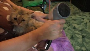 Вязка шотландских кошек. Кошка после вязки.