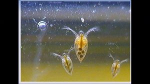 Разнообразие ракообразных. Биология 7 класс