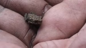 Самая маленькая лягушка в мире