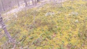 КУЧА БОРОВИКОВ!!!