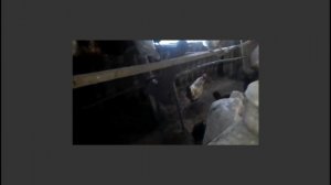 Птицеводство в домашних условиях глазами ветврача. Знакомство.