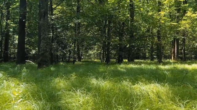 Музыка утреннего счастья,Утренняя расслабляющая музыка Счастливого начала дня