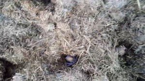 Посадка картофеля в теплую грядку. 11 апреля.