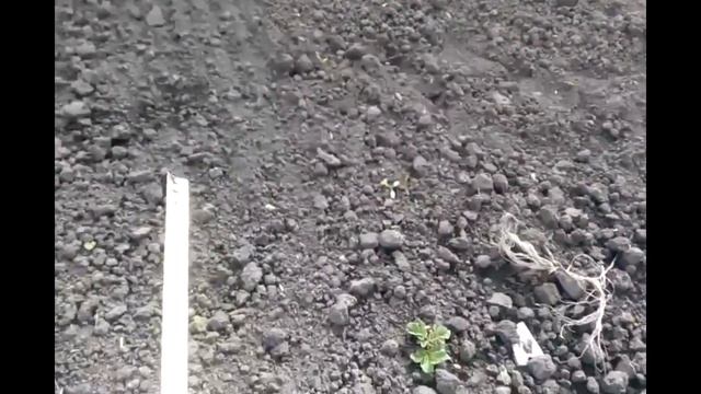 Первые всходы картофеля