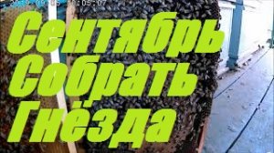 Невидимый враг пчел АКАРАПИДОЗ.Состояние пчел в сентябре Качаем мёд,продаю сушь.