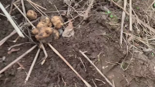 Урожай на даче в апреле