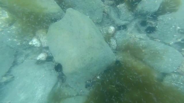 Дайвинг в море. Дайвинг на дальнем востоке. Снорклинг. Разнообразие. Мидии. Гребешки. Рыбы. Ежи.