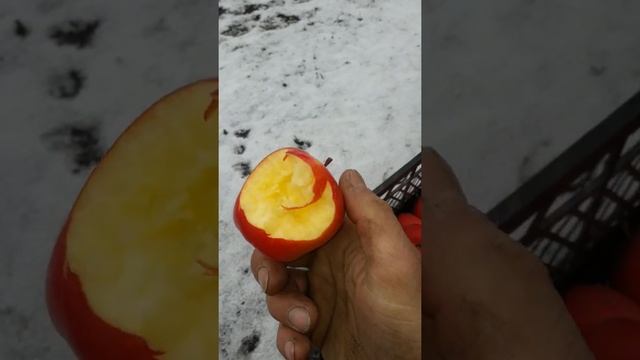 Яблоня сорт Хармони делорина