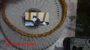 Проверка аквалака Хаски . Прошёл или нет? Обязательно к просмотру