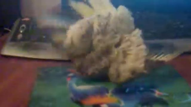 кент попугай корелла смотреть онлайн