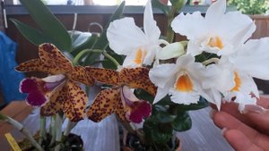 Орхидеи Каттлея и Дендробиум - какая лучше?