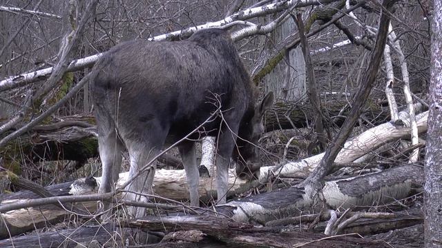 лосиха обгладывает кору осины смотреть онлайн