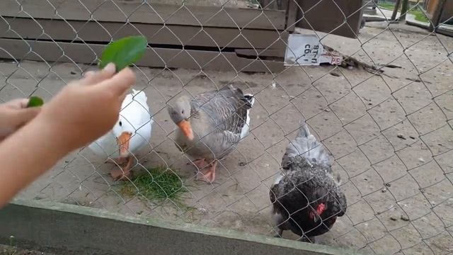 Парк-Отель Дракино, обзор, Карина VS папа и мама смотреть онлайн