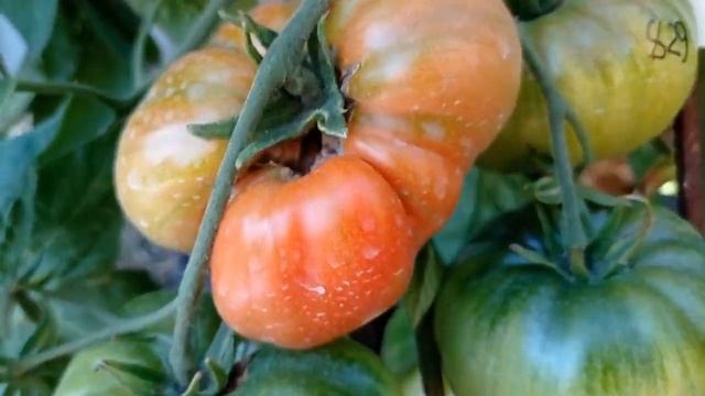 Томат Семейная реликвия 2 смотреть онлайн